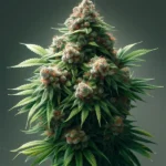 Strawberry Cough Hanfsamen Feminisiert    Strawberry Cough ist eine hoch angesehene Sativa-dominante Cannabissorte