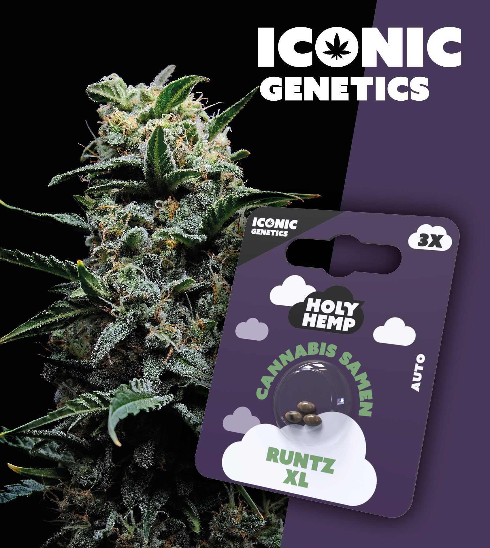 Runtz XL – Iconic Seeds