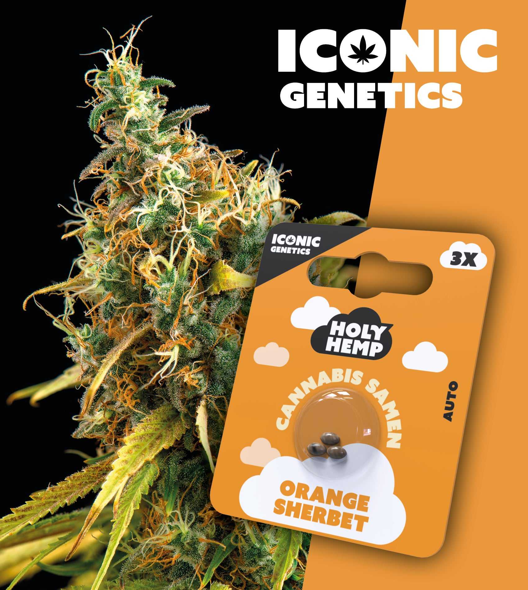 Orange Sherbet – Iconic Seeds