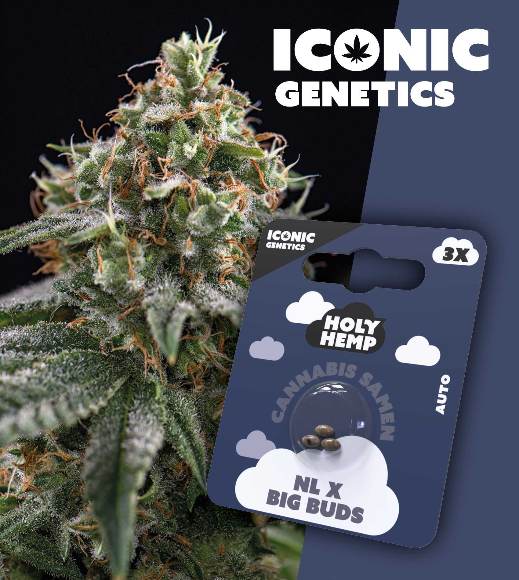 NL x Big Buds – Iconic Seeds