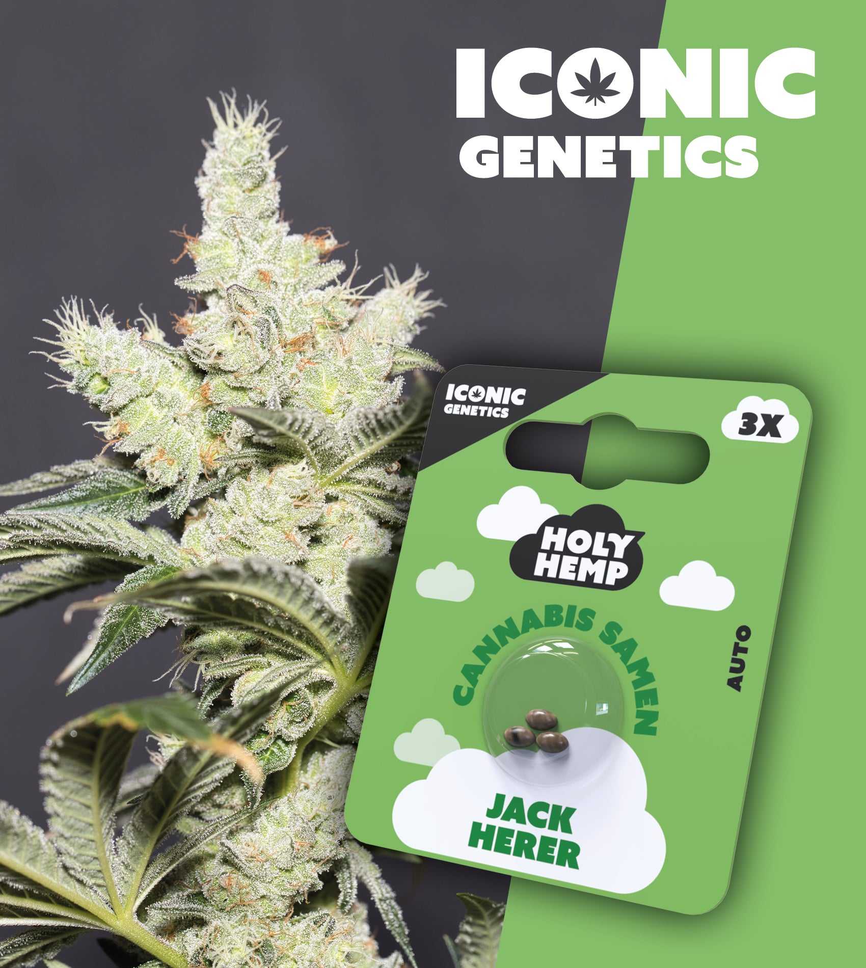 Jack Herer – Iconic Seeds