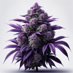 Purple Auto: Übersicht    Die „Purple“ Auto ist eine faszinierende autoflowering Cannabissorte