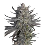 Runtz x Zkittlez Cannabis Samen Feminisiert  Die feminisierten Hanfsamen von Runtz x Zkittlez kombinieren die herausragenden Qualitäten zweier legendärer Cannabis-Sorten zu einem perfekt ausgewogenen Indica-dominanten Hybrid. Diese Sorte zeichnet sich durch ihre hohe THC-Konzentration und ihr beeindruckendes Aroma aus