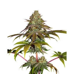 Runtz x Wedding Cake Cannabis Samen Feminisiert  Die feminisierten Hanfsamen Runtz x Wedding Cake bilden eine herausragende Hybrid-Sorte