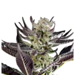 Runtz x Purple Punch Cannabis Samen Feminisiert  Die Kreuzung Runtz x Purple Punch ist eine feminisierte Cannabis-Sorte