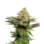 Strawberry Cough Cannabis Samen Feminisiert  Strawberry Cough ist eine hoch angesehene Sativa-dominante Cannabissorte