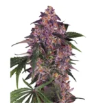 Die Purple Auto ist eine autoflowering Cannabissorte