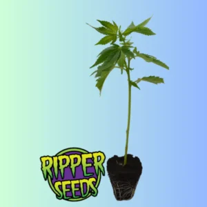 Zombie Kush von Ripper Seeds ist eine Indica-dominante Sorte