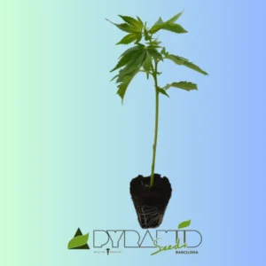 Black Cherry Punch ist eine besonders potente Indica-dominante Sorte von Pyramid Seeds